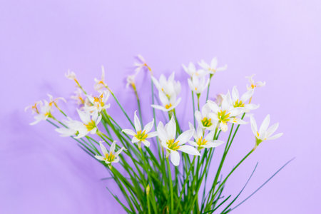 Lush flowering Zephyranthes candida houseplant. White buds with delicate petals and yellow stamens. Lilac background. copyspace. Concept of care and cultivation of domestic plants.の写真素材