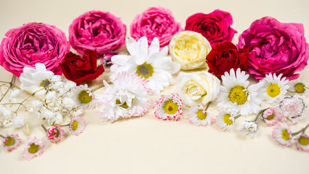 Buds of natural red and white flowers close-up on a beige pastel background. greeting holiday card. Template for text or design. copyspace.の写真素材