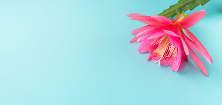 Bud of a natural pink lush flower blooming Epiphyllum from the cactus family close-up. light blue background. Template for text or design. copyspace.の写真素材