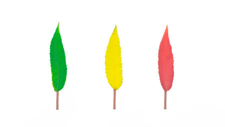 Three natural leaves isolated on white background. Green, yellow and red autumn leaves in the form...