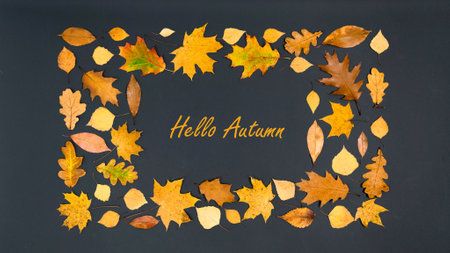 hello autumn. greeting card. Rectangular frame of beautiful autumn yellow and brown maple, oak and birch leaves. Black background. flat lay. copyspace.の写真素材
