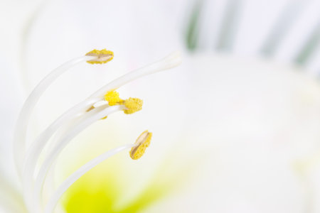 Pistil and stamens covered with yellow pollen. Close-up. White background. Beautiful white lily flower decorated with exotic green leaves. Greeting card.の写真素材