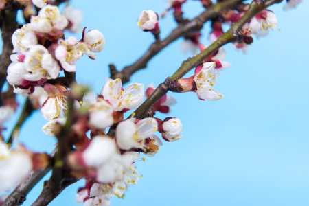Spring natural cherry branches with delicate white flowers and buds on light blue background. Hello Spring. Beautiful springtime coming concept. Close up. Copy space.の写真素材