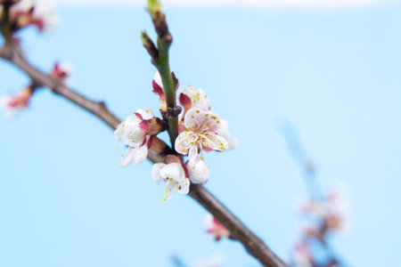 Spring natural cherry branches with delicate white flowers and buds on light blue background. Hello Spring. Beautiful springtime coming concept. Close up. Copy space.の写真素材