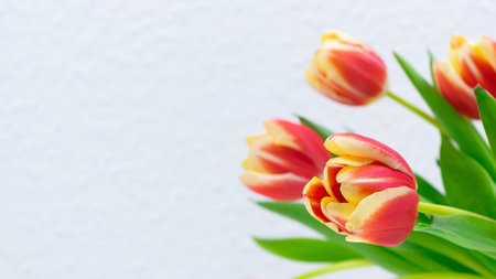 Bouquet of fresh red and yellow tulips. White backround. Greeting cards for mothers, women's day, birthday day, or other occasions. Close up. Copy space.の写真素材