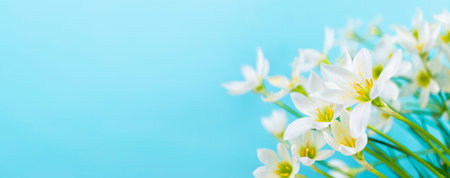 White buds of flowering Zephyranthes candida with delicate petals and yellow stamens. Arctic blue...