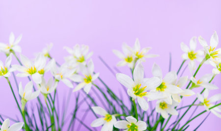 White buds of flowering Zephyranthes candida with delicate petals and yellow stamens. Lilac background. Template for design and text. Copy space.の写真素材