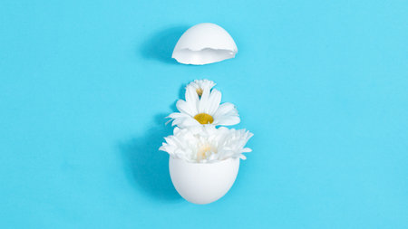 Natural white chrysanthemum flowers in broken white chicken egg. Creative concept of the birth of a...