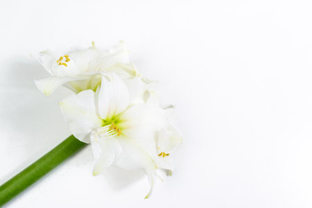 Bouquet of beautiful white lilies on white background. Greeting flowers card. Close up.の写真素材