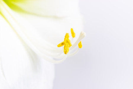Beautiful white lily flower close up. Pistil and stamens covered with pollen. Macro. White background. Greeting card.の写真素材
