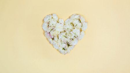 Heads of white chrysanthemum flowers in form a heart. Love concept. Festive greeting card for...