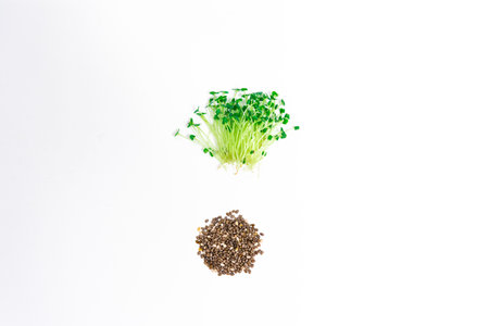 Green young sprouts of chia grow were grown for food. Cut microgreen shoots close up near seeds on white background. Concept of healthy eating, wholesome foods, vegetarianism.の写真素材