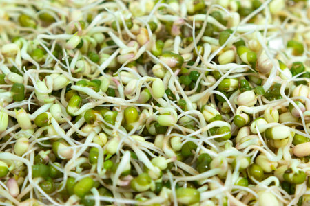 Sprouted mung beans (Vigna radiata) with small roots for eating close up. White background. Concept of diet, vegetarianism, vegan, healthy products and proper nutrition. Copy space.の写真素材