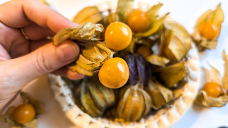 Female hand holding ripe yellow physalis fruit berry or Physalis peruviana, edible physalis species. Small golden berries close up. Vegetarian food. Experience of healthy lifestyle. White background.の写真素材