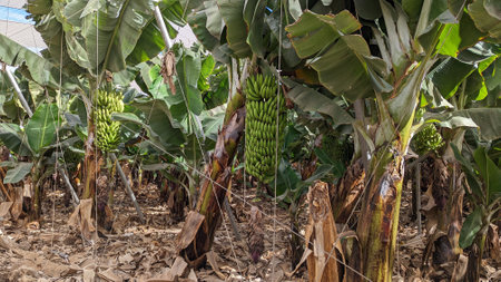 Green banana palm trees with ripening bananas. Bananas are grown in indoor plantations on the volcanic soil of the Canary Islands. Tenerife. Agriculture.の写真素材