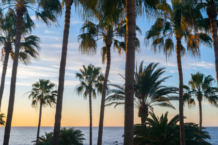 Beautiful tall palm trees against a yellow-orange cloudy sky in the rays of dawn and a calm ocean. Tropical landscape, ideal place for rest, travel and vacation.の写真素材