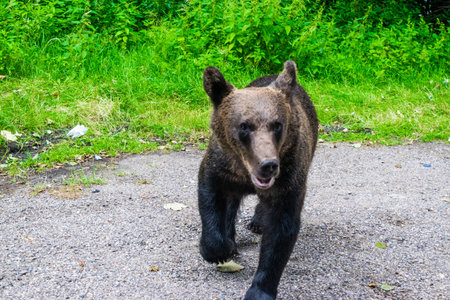 Brown bear on side of Transfagarasan Highway. Wild bears come to famous tourist high road. DN7C road...