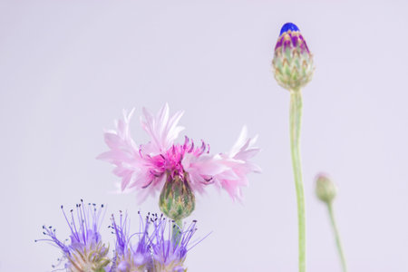 Pink cornflower bud close-up. Blurred white background of stems and blue buds. Beauty of nature in wildflowers.の写真素材