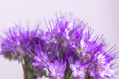 Beautiful large head of blooming phacelia tanacetifolia or purple tansy flowers. Macro, close-up....
