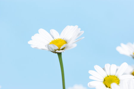 Beautiful heads of blooming daisy flowers close-up. Blue background. Greeting card. Copy space.の写真素材