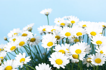 Large bush of beautiful blooming white daisies on a blue background. Close-up.の写真素材