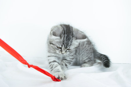 Little cute Scottish Straight kitten playing with red ribbon sitting on a fabric on a white background with copy space. Portrait of an baby pet cat with fur colored in black marble on silver.の写真素材