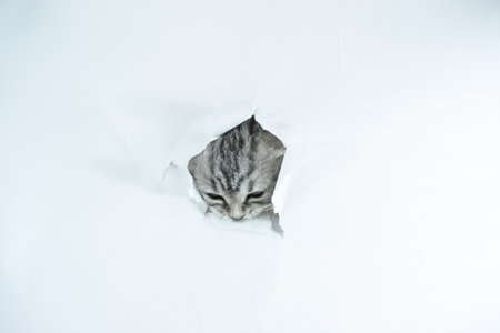 Little Scottish Straight kitten stuck its muzzle into a hole in a torn white sheet of paper background. Copy space. Face of cute baby pet cat with fur colored in tabby close up.の写真素材