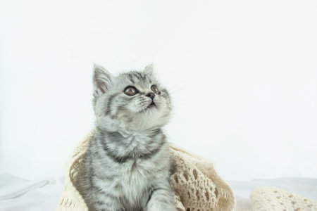 Little cute Scottish Straight kitten standing on white silk fabric against white background with copy space. Portrait of an baby pet cat with fur colored in tabby, wrapped snug knitted scarf.の写真素材