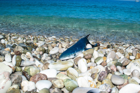 A baby shark lies on a pebble beach near the waters of the Ionian Sea. Close up. Ecosystem and fishery concept. Potam beach. Himare city. Albania.の写真素材
