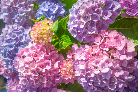 Beautiful pink and lilac blooming clusters of hydrangea flowers with green leaves. Close-up. Summer...