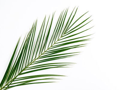 Beautiful natural exotic green leaf. White background.の写真素材