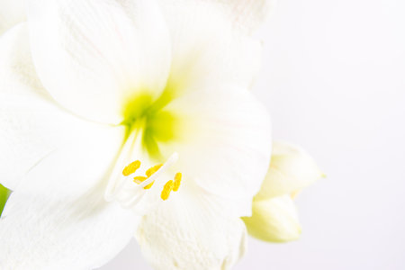 Beautiful white lily flower close up. Pistil and stamens covered with pollen. Macro. White background. Greeting card.の写真素材
