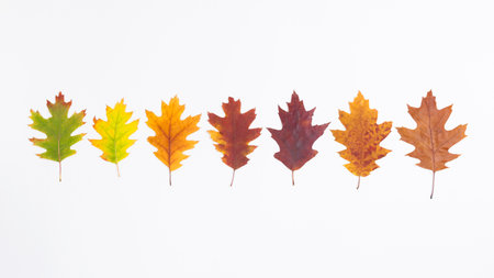 Leaves of the swamp oak are arranged in a row from green to withered brown. Stages of yellowing and wilting of green leaves as a symbol of the three autumn months. White background. Fall concept. Flat lay.の写真素材