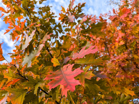 Beautiful orange-red leaves of the swamp oak sway on the trees. Blue natural background of blue...
