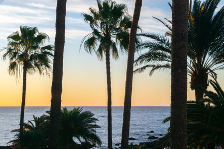 Beautiful tall palm trees against a yellow-orange cloudy sky in the rays of dawn and a calm ocean. Tropical landscape, ideal place for rest, travel and vacation.の写真素材