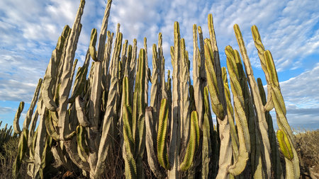 Tall trunks of Canarian spurge or Euphorbia canariensis, illuminated by the sun's rays, reach upwards against the background of a blue cloudy sky. Exotic plants in a tropical climate. Tenerife. Canary Islands.の写真素材