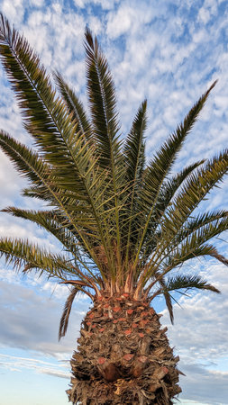 Beautiful palm trees against a blue cloudy sky illuminated by the rays of the setting sun. Lush tropical leaves. An ideal place for relaxation, travel and vacation.の写真素材