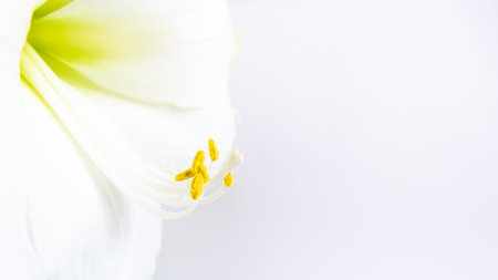 Beautiful white lily flower close up. Pistil and stamens covered with pollen. Macro. White background. Greeting card.の写真素材