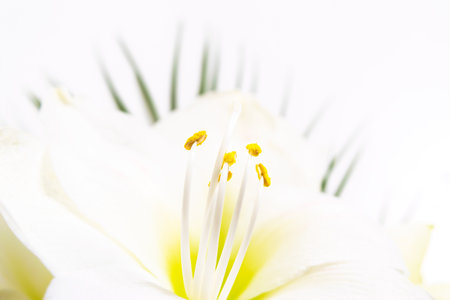 Beautiful white lily flower close up. Pistil and stamens covered with pollen. Macro. White background. Greeting card.の写真素材