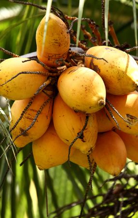 Close up of Coconut Treeの写真素材