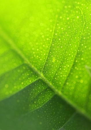 Close up of green leaveの写真素材