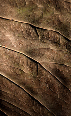 Close up of dry Leave