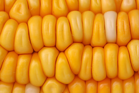  Close up of corn
