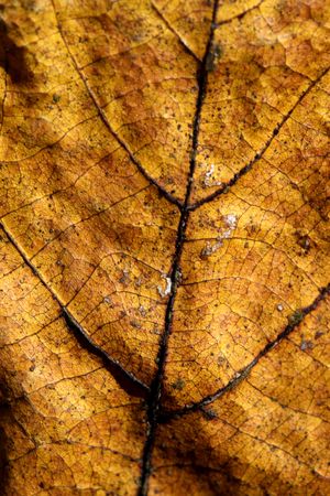Close up of dry leaveの写真素材