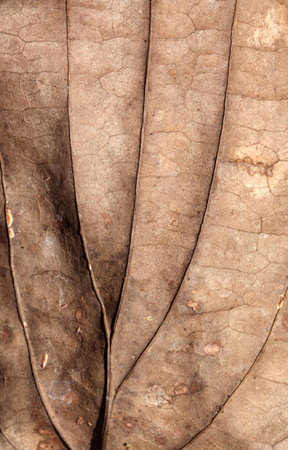 Close up of dry leave