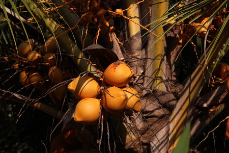 King coconuts of various sizes growing on a palm treeの写真素材