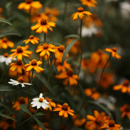 Close up of beautiful flowers 