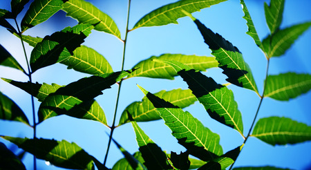 Close up of a Green leafの写真素材