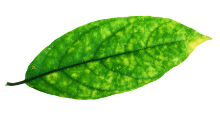 Close up of a Green leaf