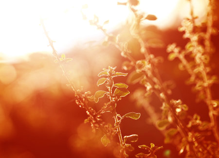 Close up of a Green leafの写真素材